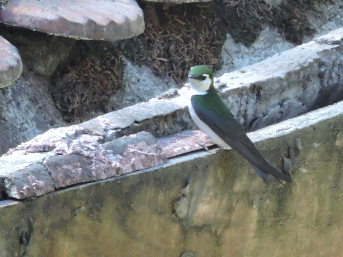 Violet-green Swallow - ML56360771
