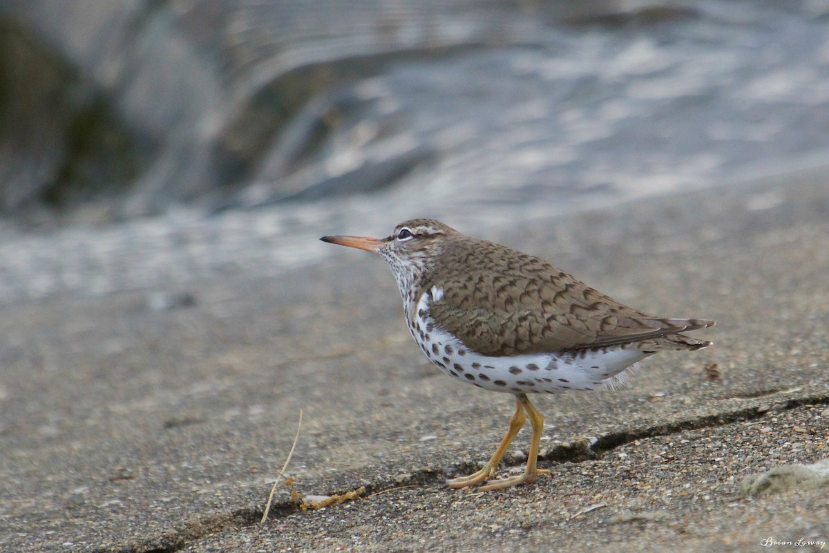 Spotted Sandpiper - Brian Lowry