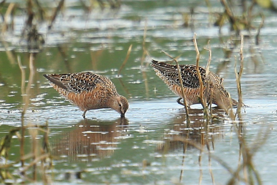 Long-billed Dowitcher - Thaddaeus Shaum