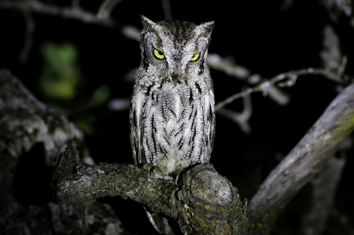 Western Screech-Owl - ML563613011