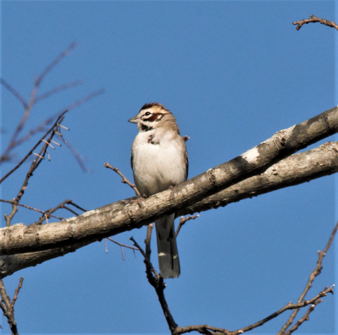 Lark Sparrow - ML563620491