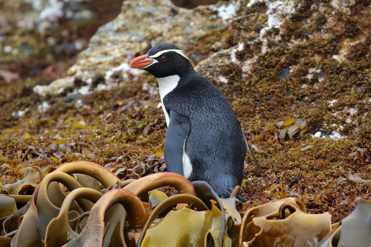 Snares Penguin - Geoff de Lisle
