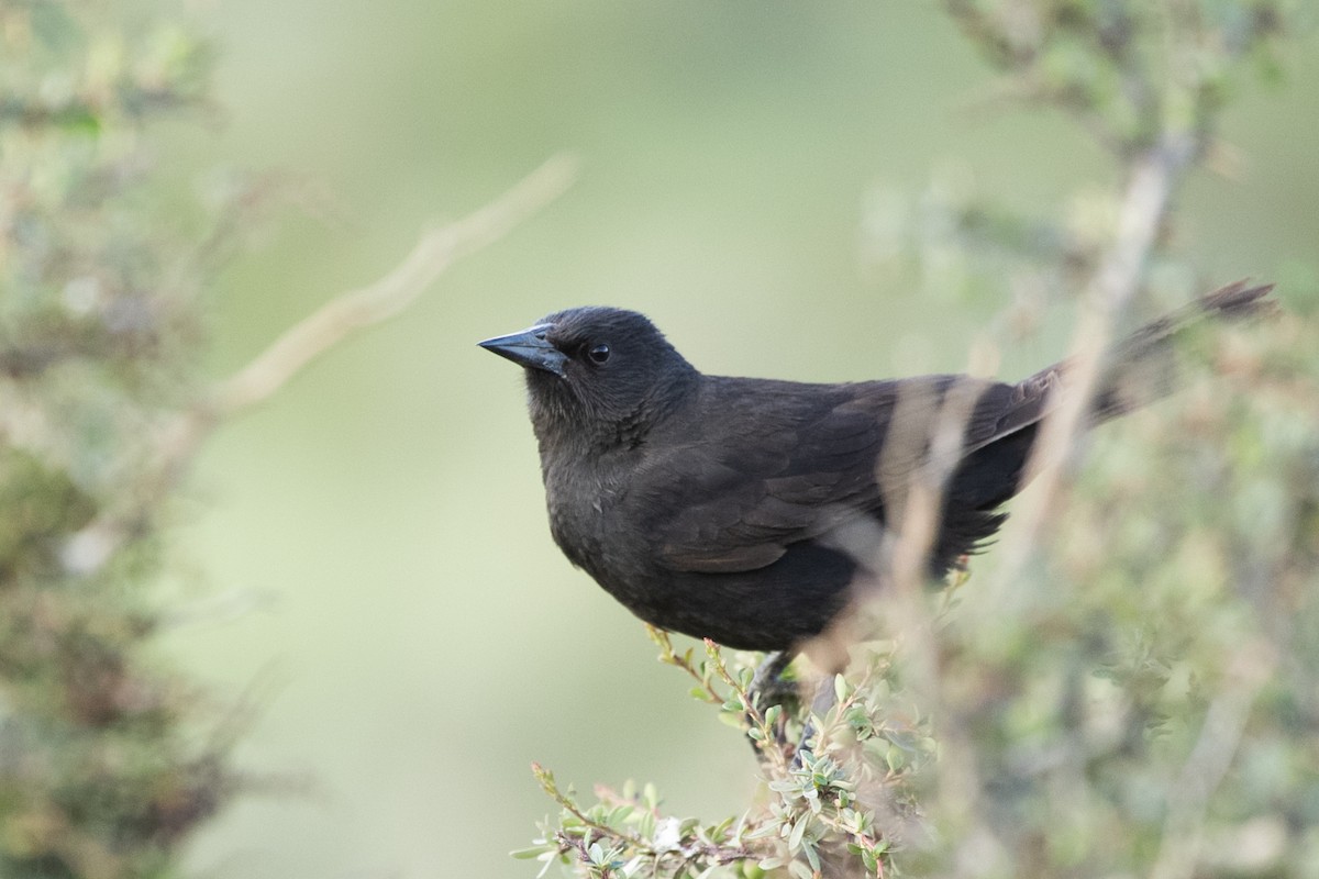 Austral Blackbird - ML563627401