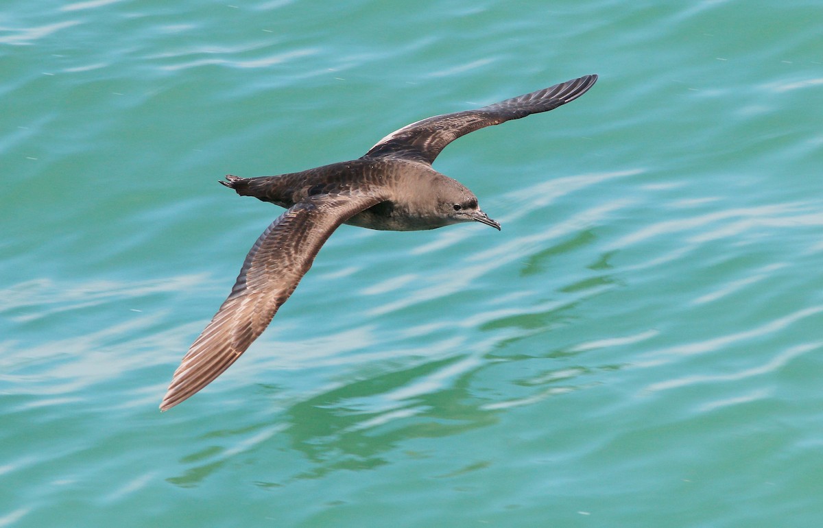 Short-tailed Shearwater - Neoh Hor Kee