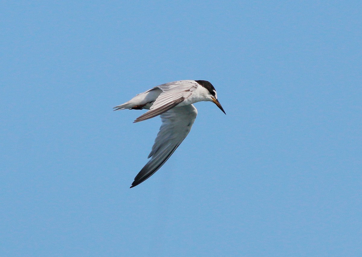 Little Tern - ML56363301