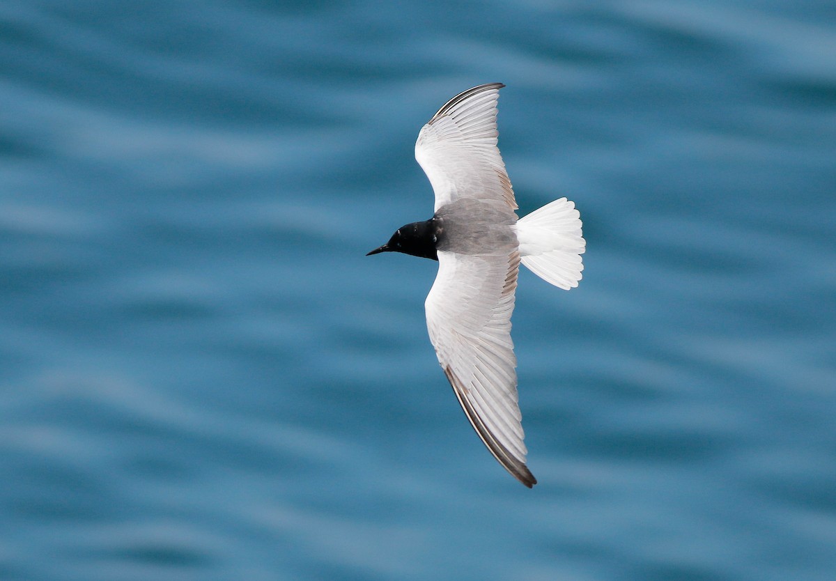 White-winged Tern - ML56363451