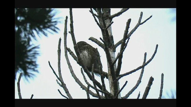 Eurasian Pygmy-Owl - ML563636841