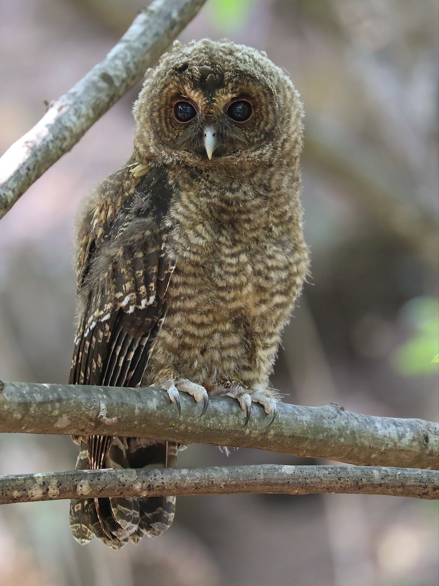 Himalayan Owl - Matthias Alberti