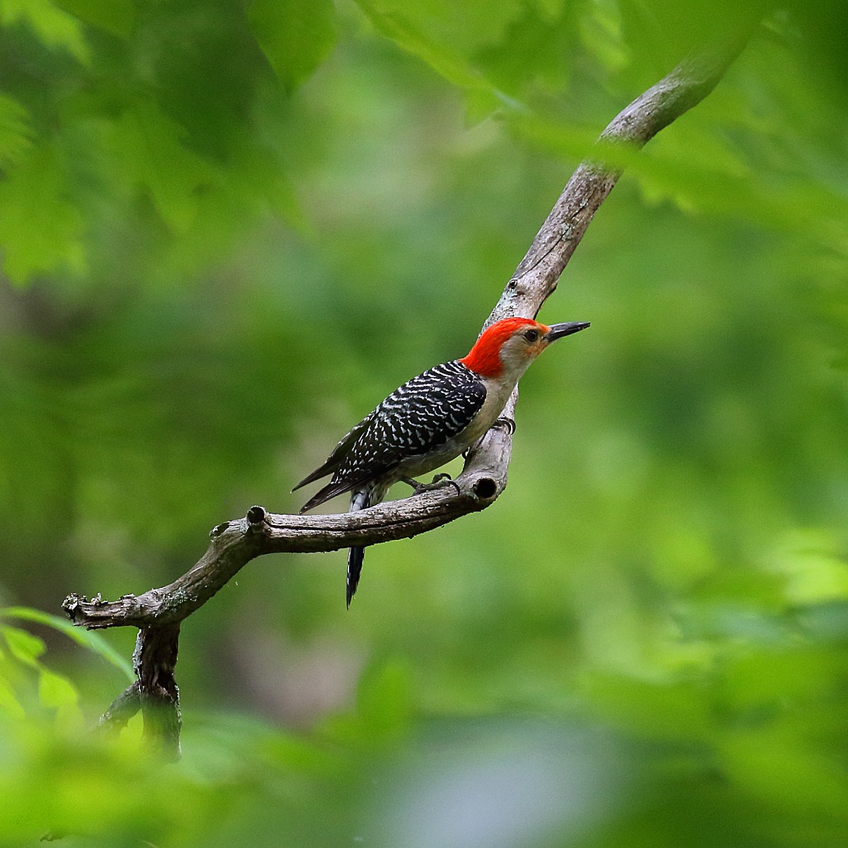Red-bellied Woodpecker - Dan Vickers