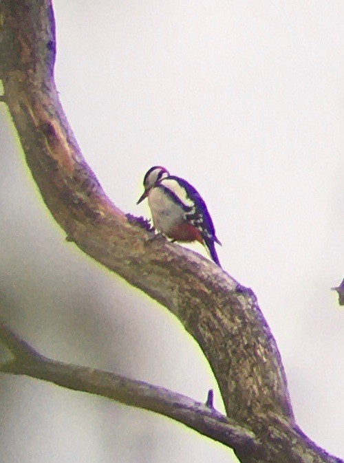 Great Spotted Woodpecker - ML563643141
