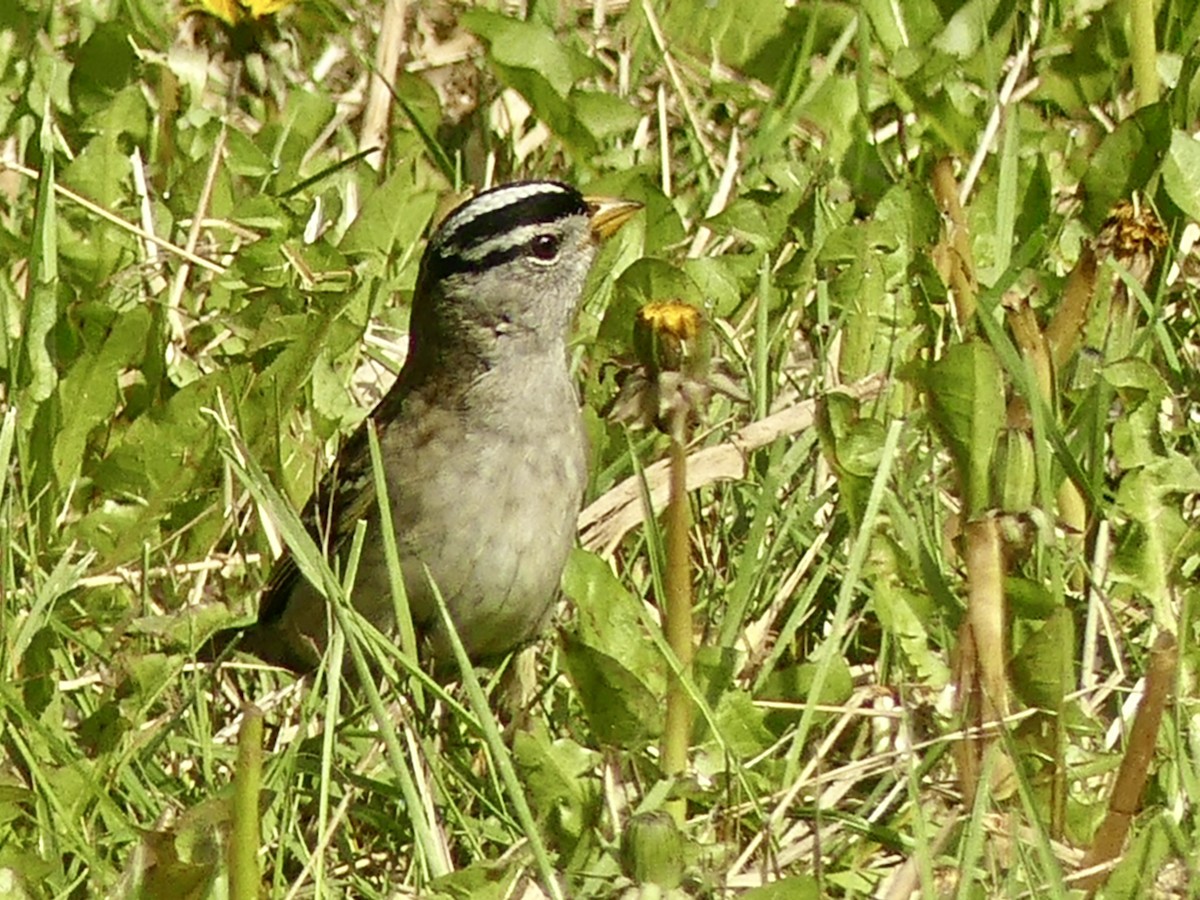 White-crowned Sparrow - ML563643971