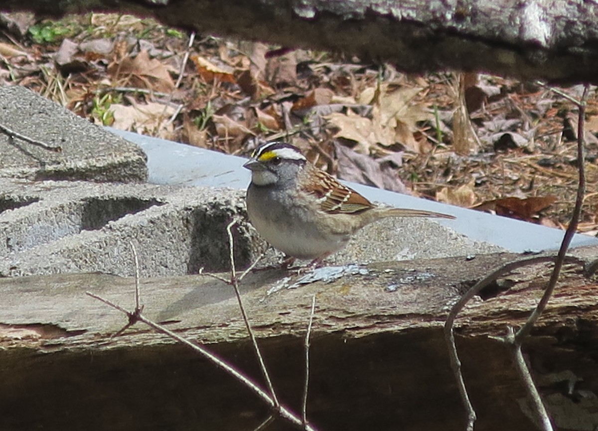 White-throated Sparrow - ML563646231