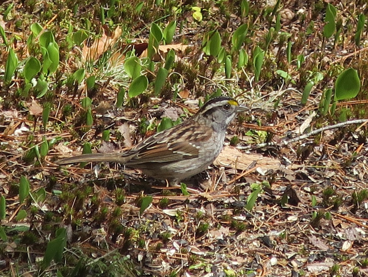White-throated Sparrow - ML563646311