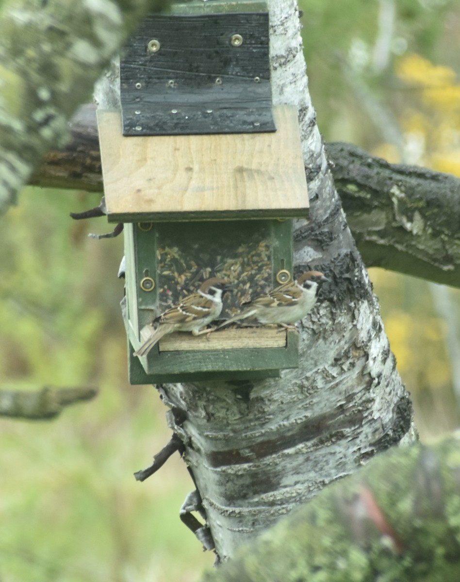 Eurasian Tree Sparrow - ML563649751
