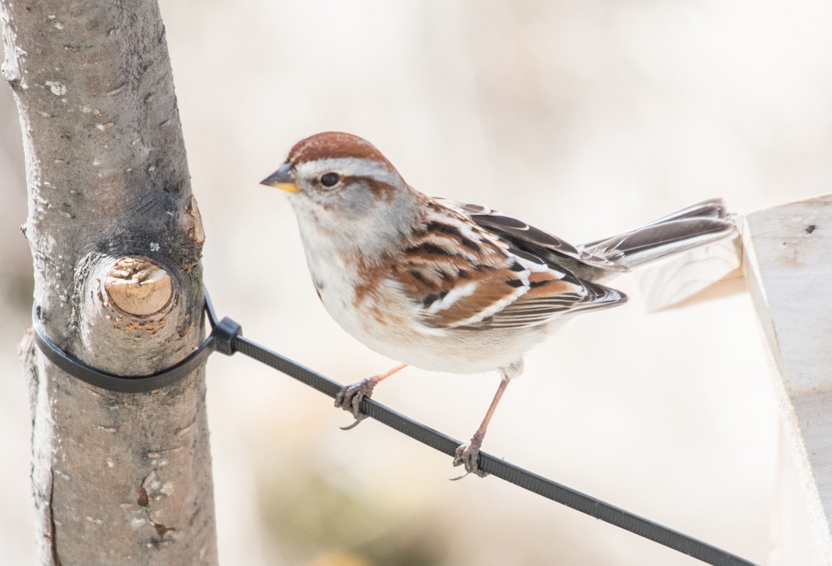 American Tree Sparrow - ML56365971