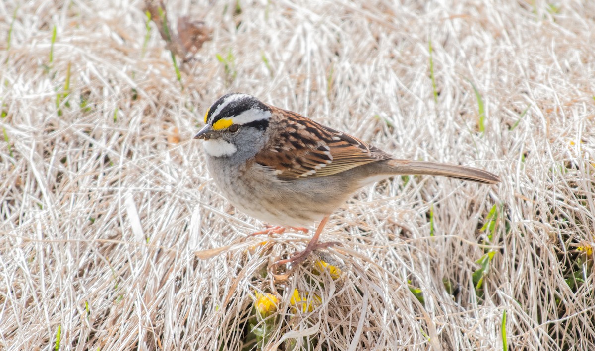 White-throated Sparrow - ML56366051