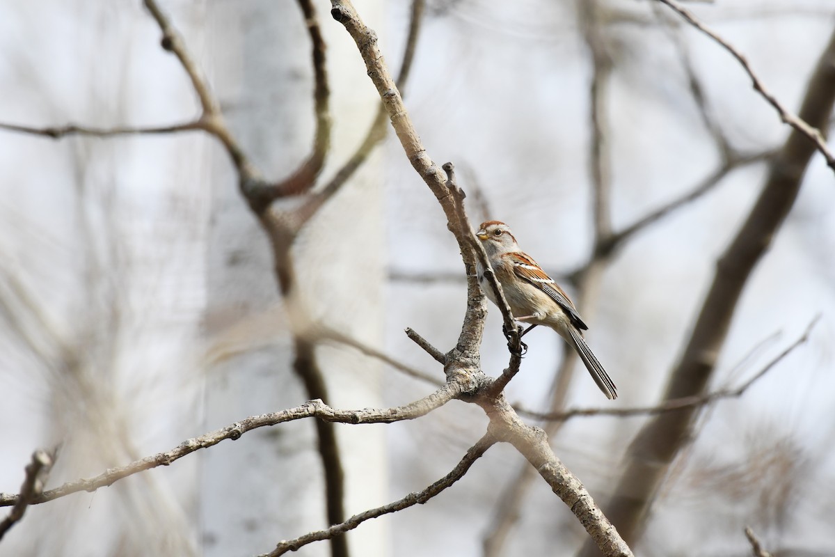 American Tree Sparrow - ML563661751