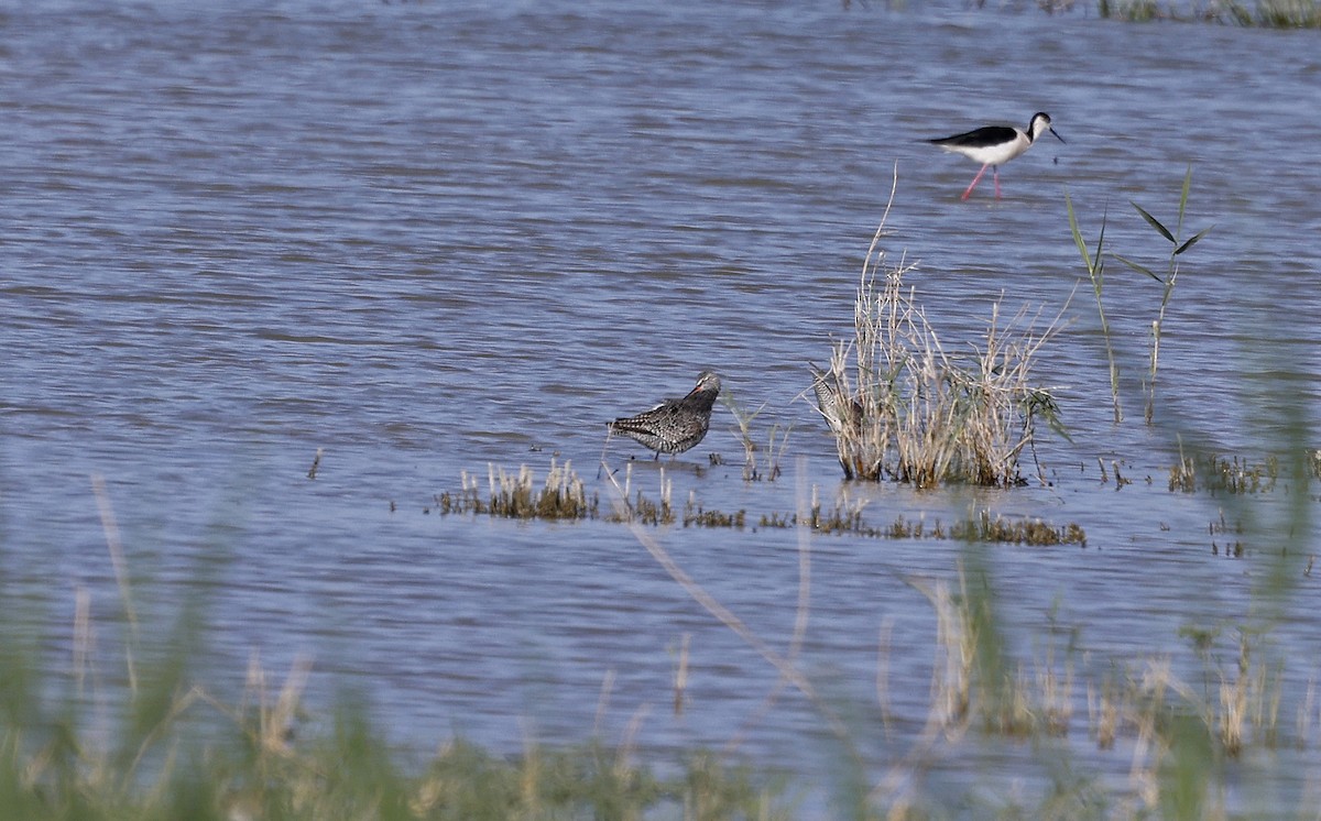 Spotted Redshank - ML563664291