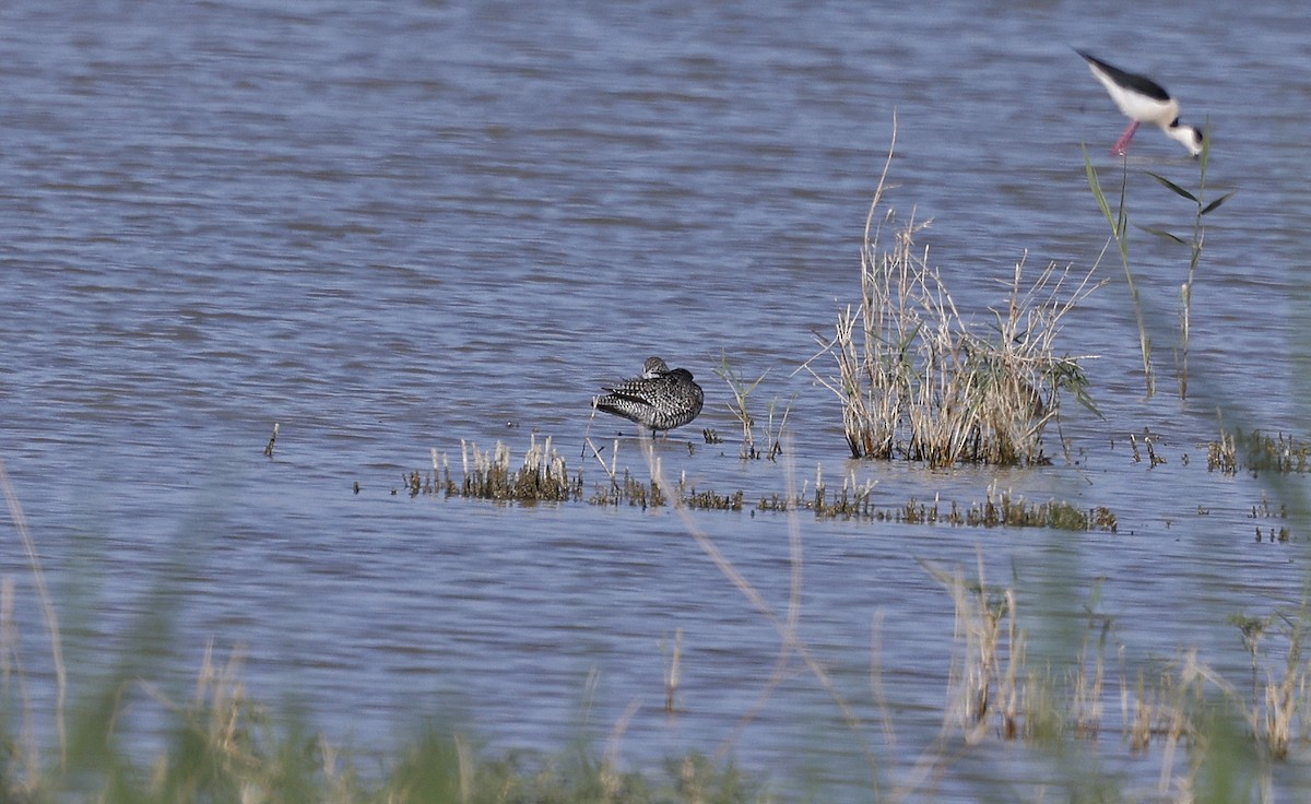 Spotted Redshank - ML563664321