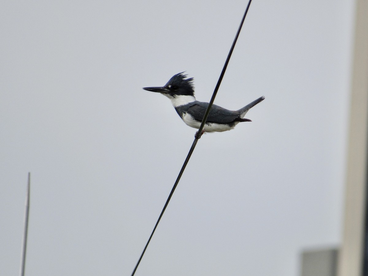 Belted Kingfisher - ML563668071