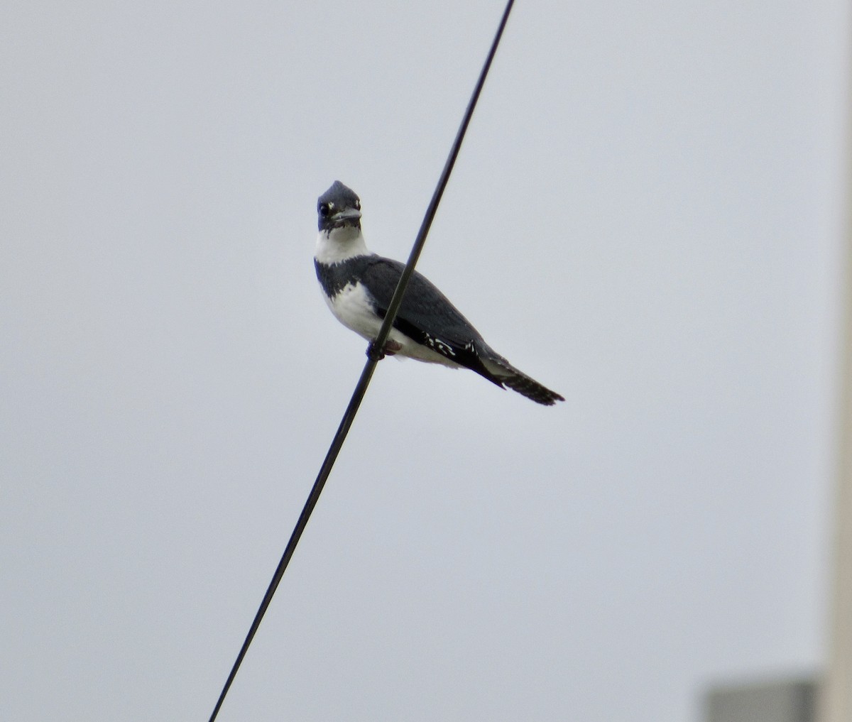 Belted Kingfisher - ML563668111