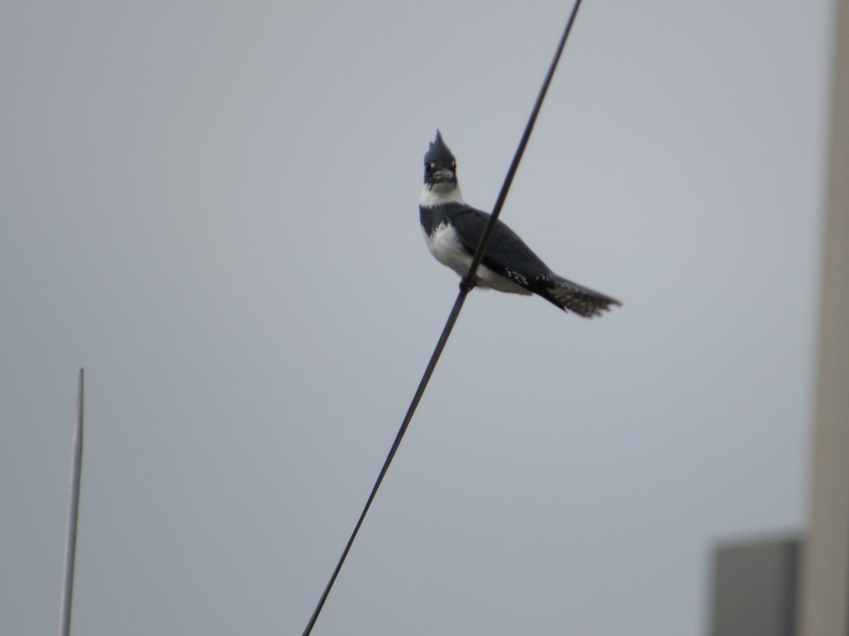 Belted Kingfisher - ML563668121