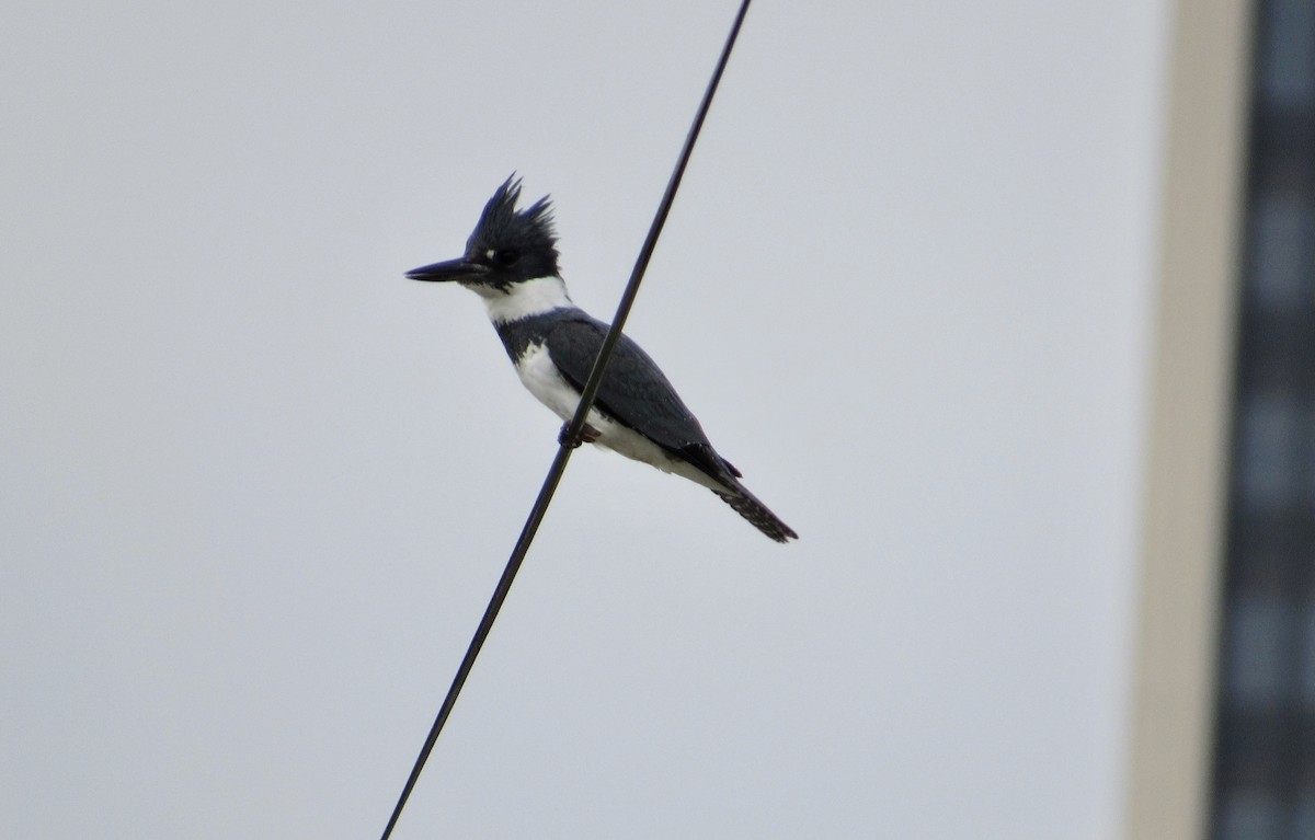 Belted Kingfisher - ML563668171