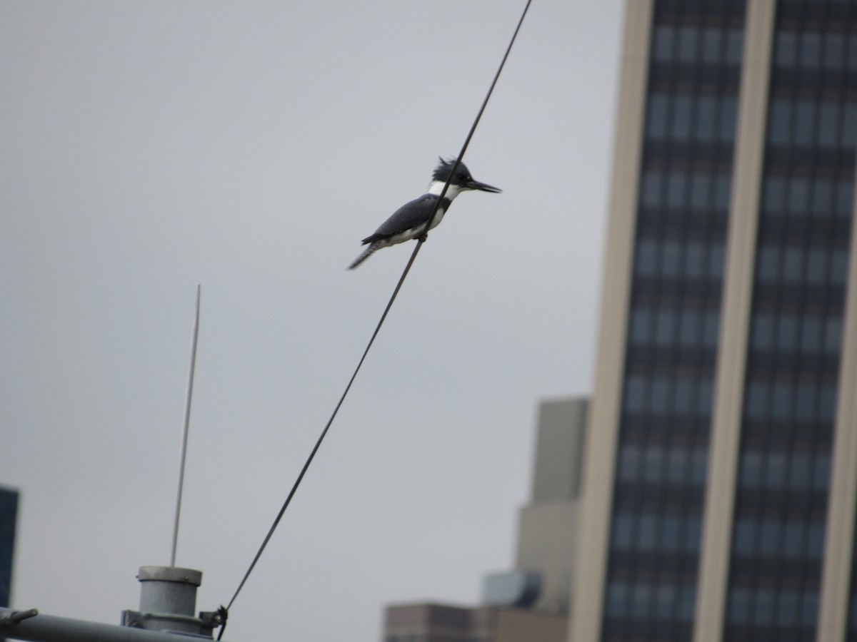 Belted Kingfisher - ML563668181