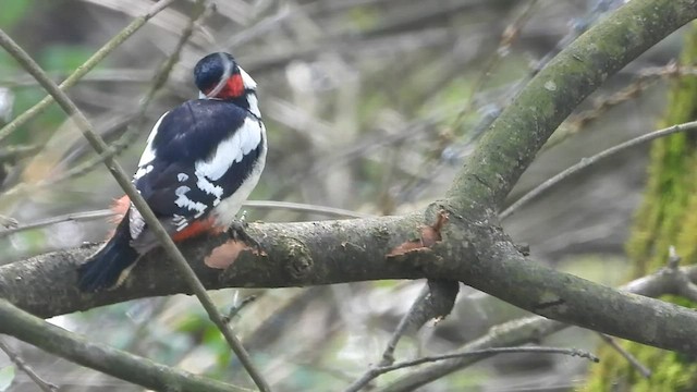 Great Spotted Woodpecker - ML563675911