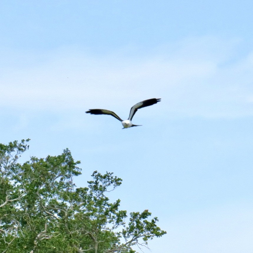 Swallow-tailed Kite - ML563676301