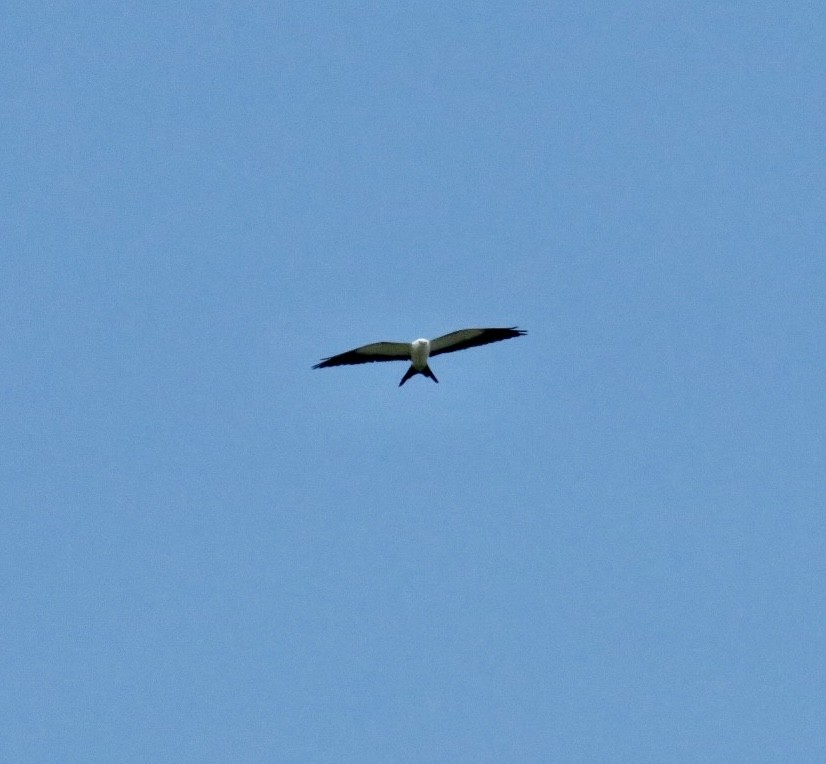 Swallow-tailed Kite - ML563676311