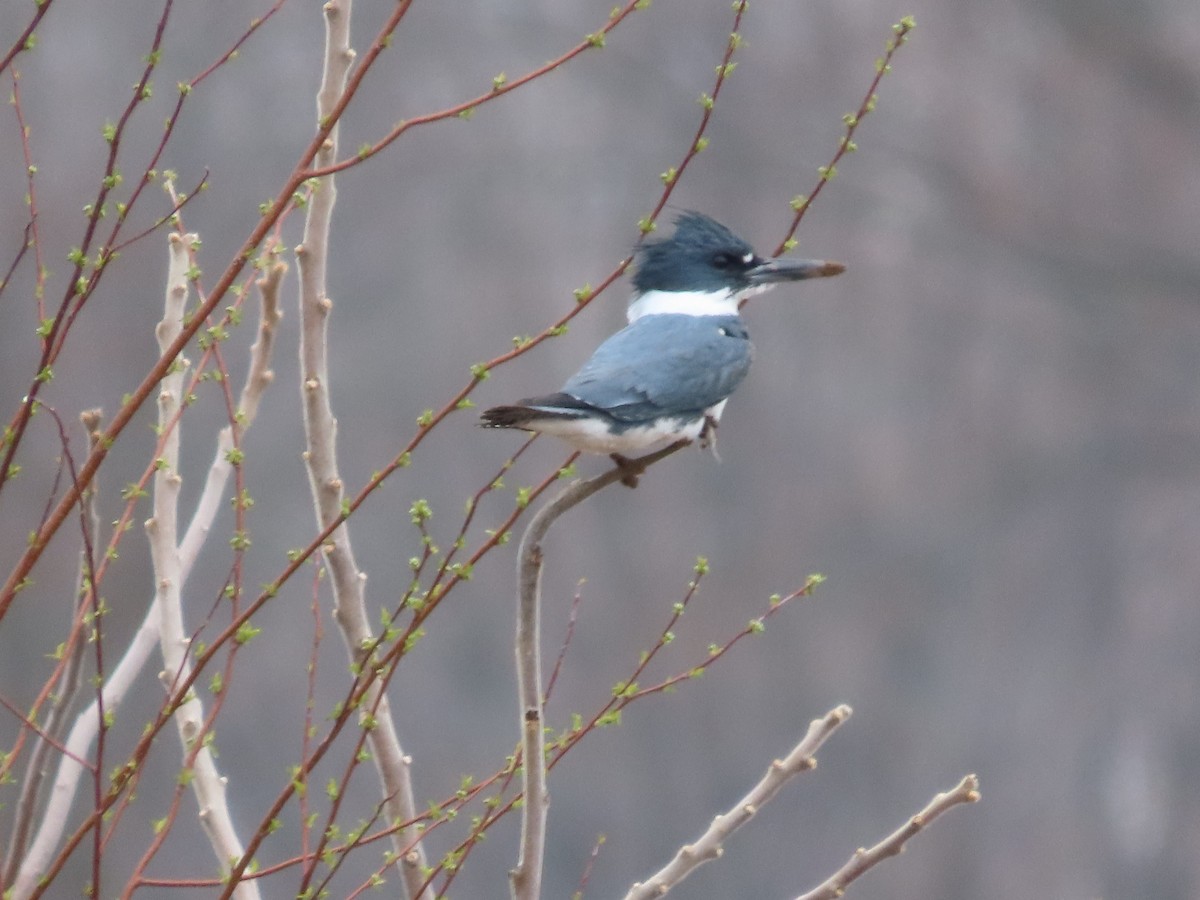 Belted Kingfisher - ML563677811