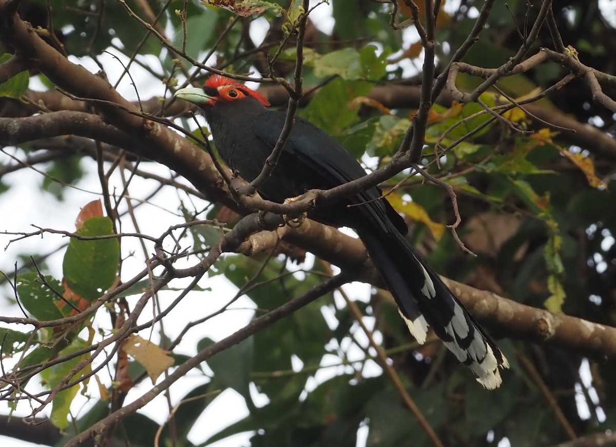 Red-crested Malkoha - ML563678941