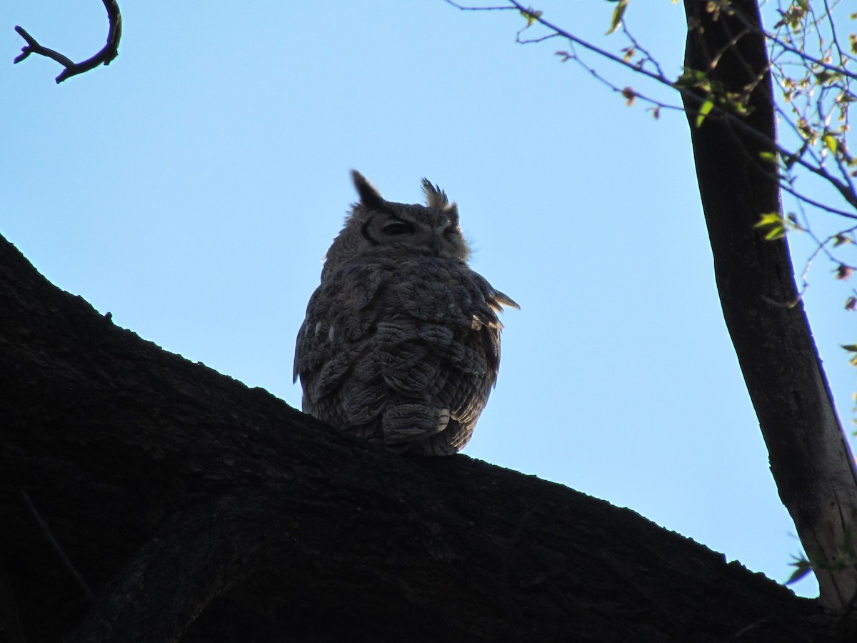 Great Horned Owl - ML56367971