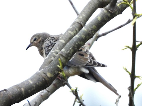 Mourning Dove - Lena Hayashi