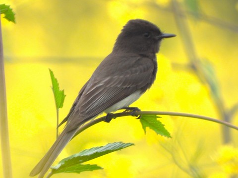 Black Phoebe - Lena Hayashi