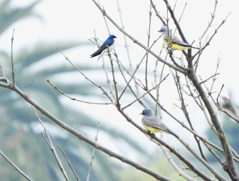 Cassin's Kingbird - Lena Hayashi