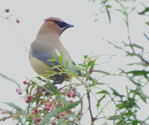 Cedar Waxwing - Lena Hayashi