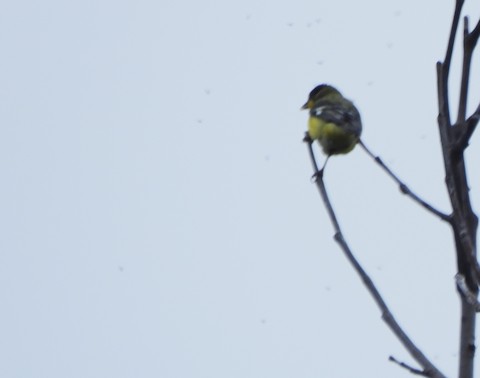 Lesser Goldfinch - Lena Hayashi