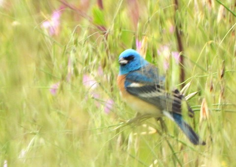 Lazuli Bunting - Lena Hayashi