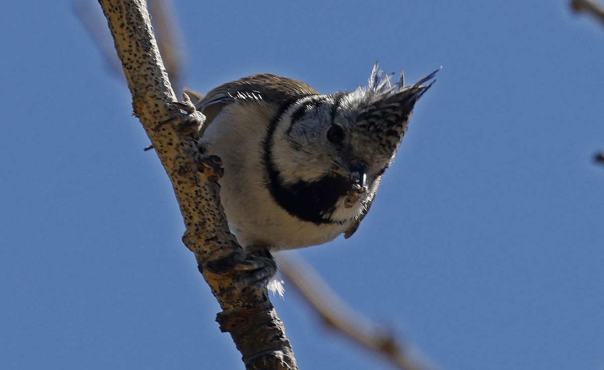 Crested Tit - ML563683351