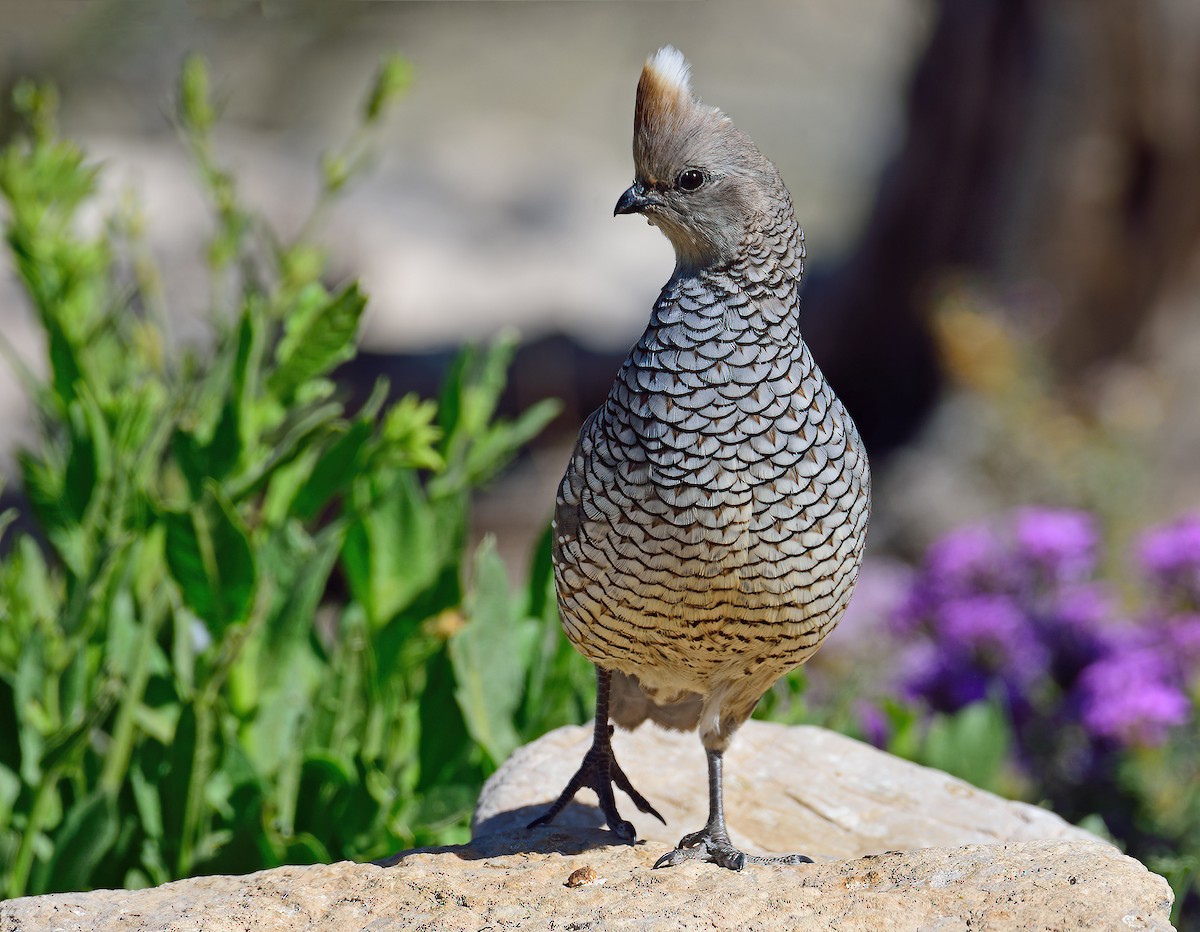 Scaled Quail - ML563683461