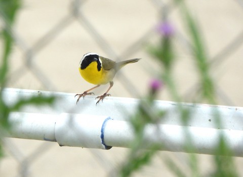 Common Yellowthroat - Lena Hayashi