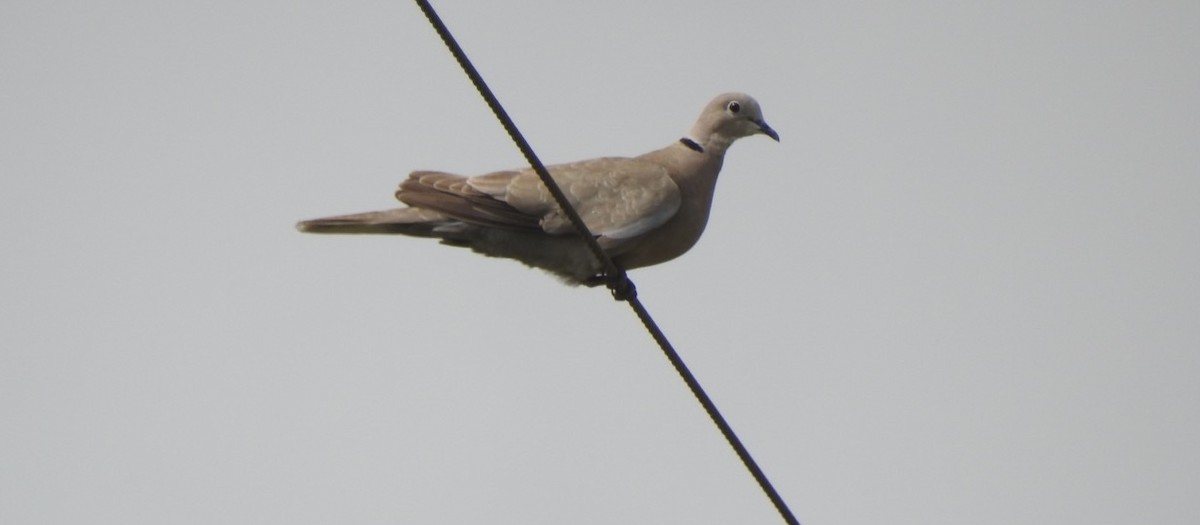Eurasian Collared-Dove - ML563685471