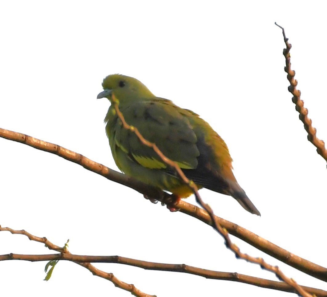 Orange-breasted Green-Pigeon - ML563688471