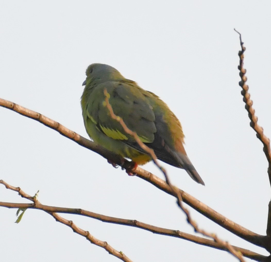 Orange-breasted Green-Pigeon - ML563688491