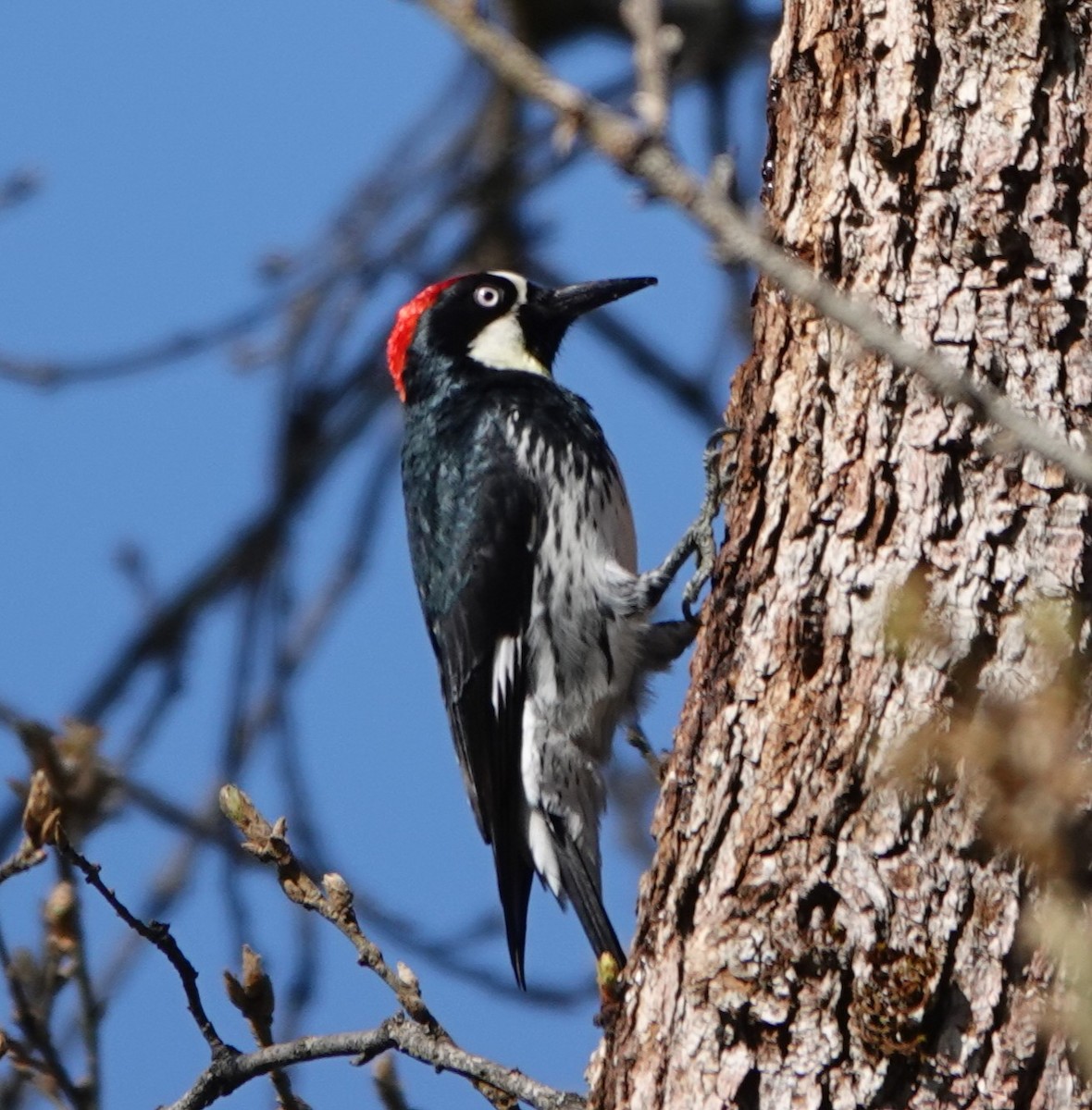Acorn Woodpecker - ML563696711