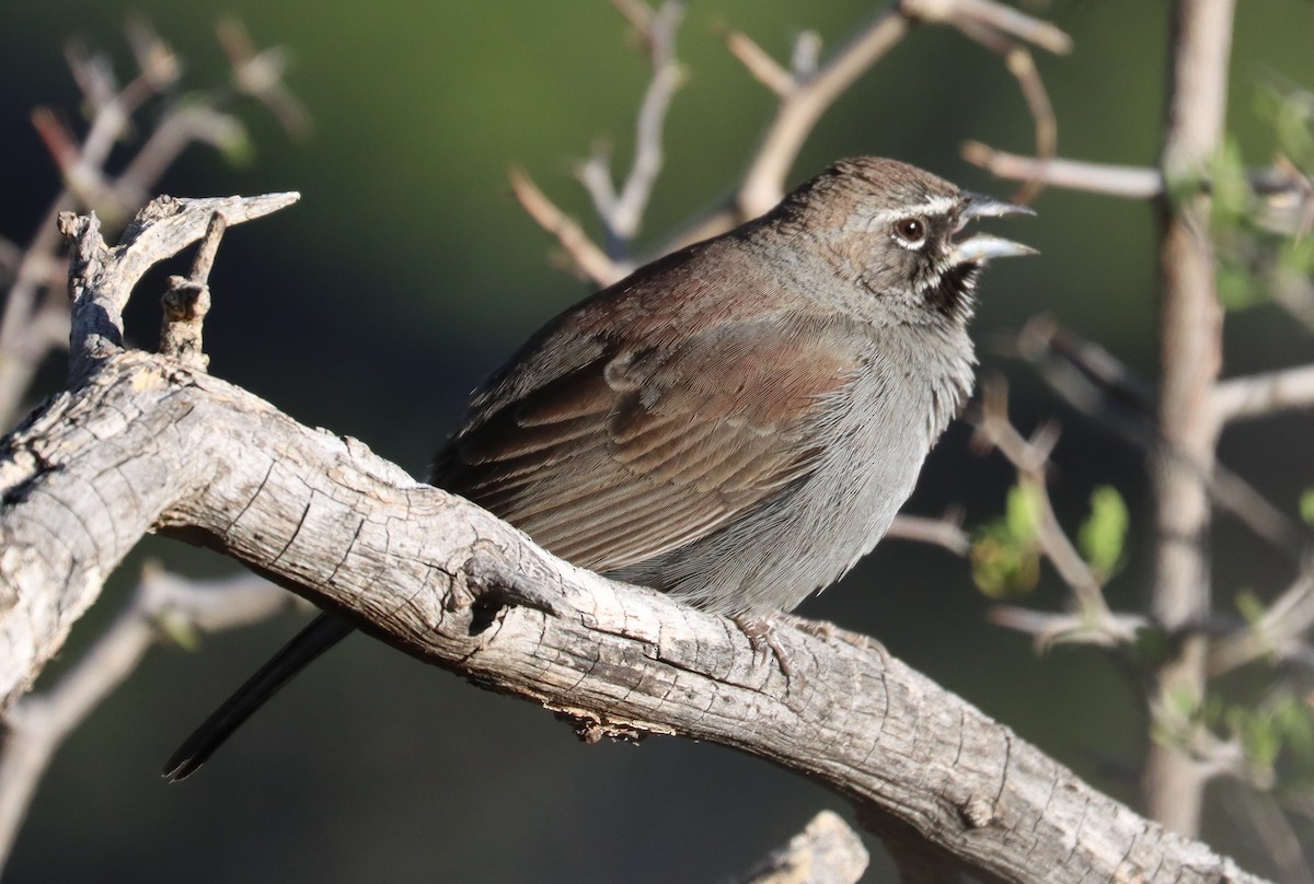 ML563696911 - Five-striped Sparrow - Macaulay Library