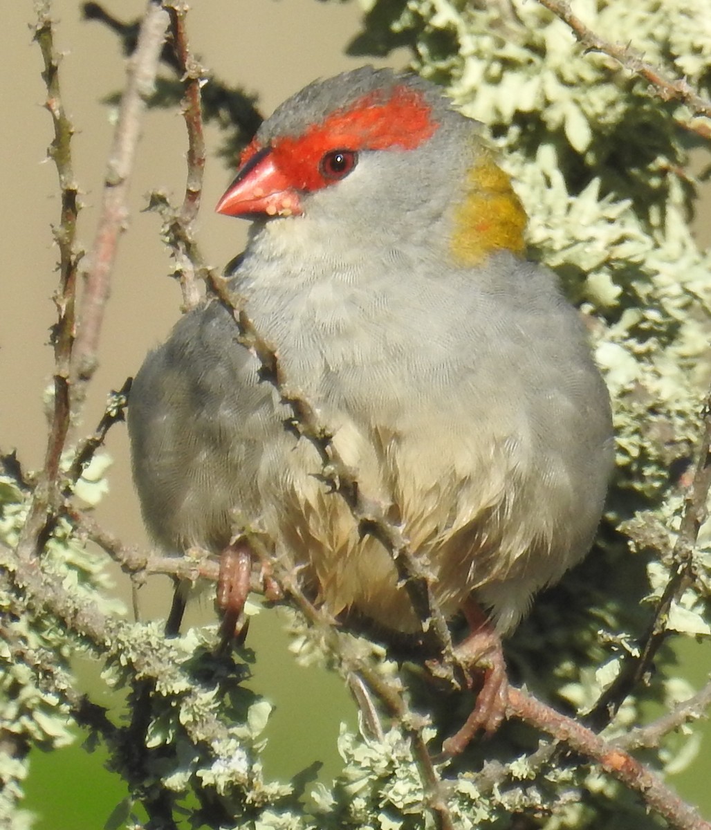 Red-browed Firetail - ML56370001
