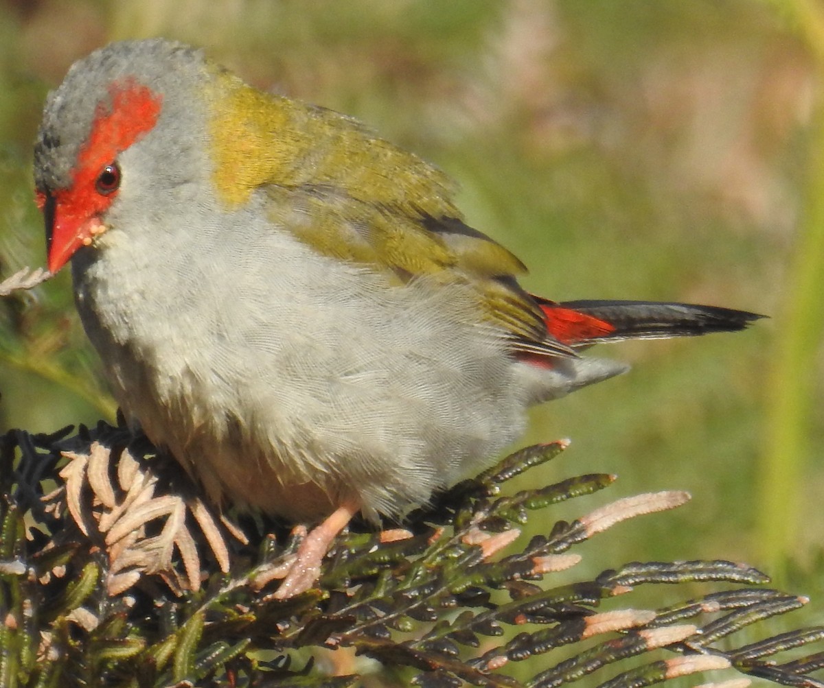 Red-browed Firetail - ML56370021